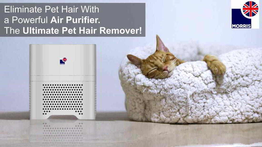 Can Air Purifiers Eliminate Pet Dander from Indoor Air?