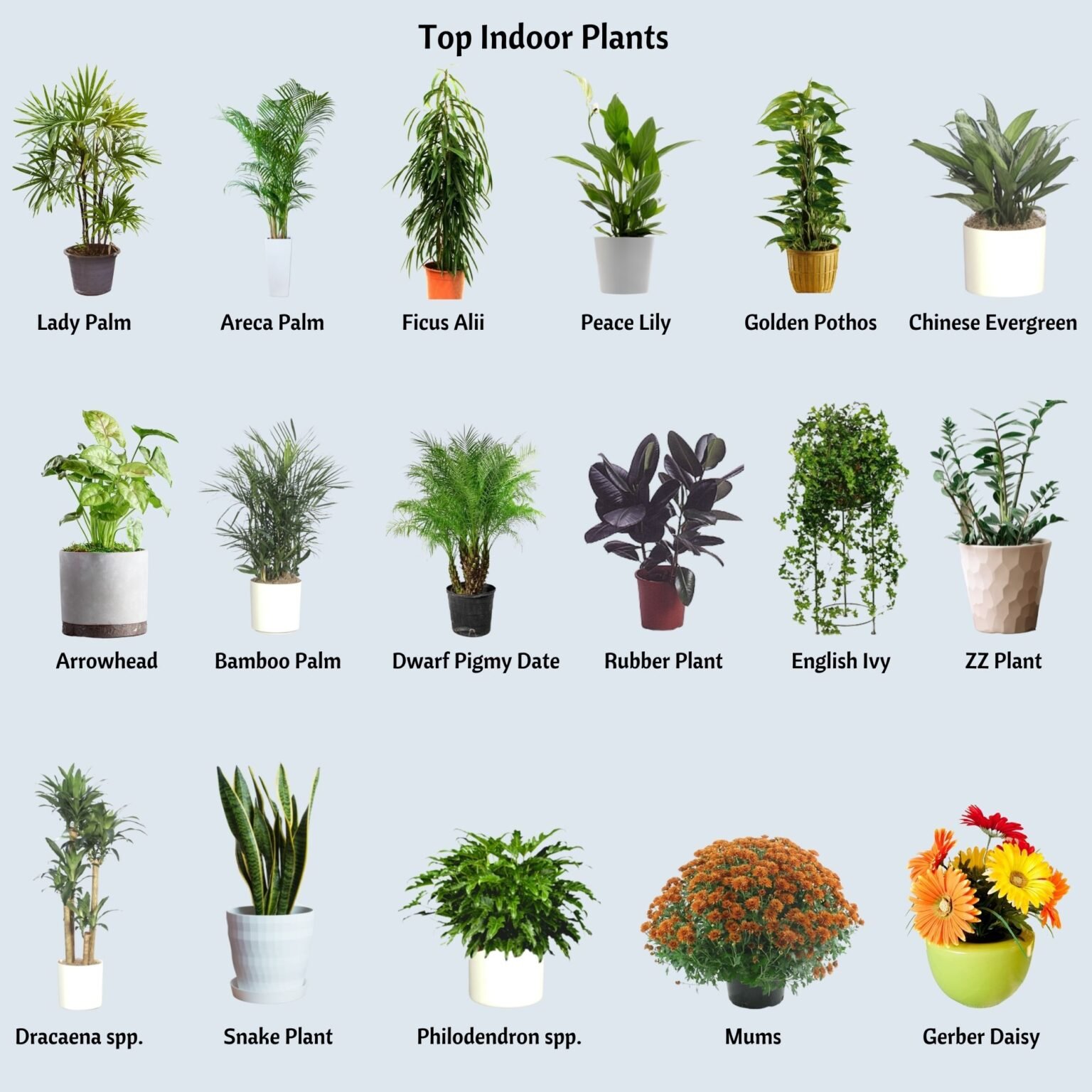 Image showcasing Indoor Plants Have Surprising Health Benefits. Here They Are