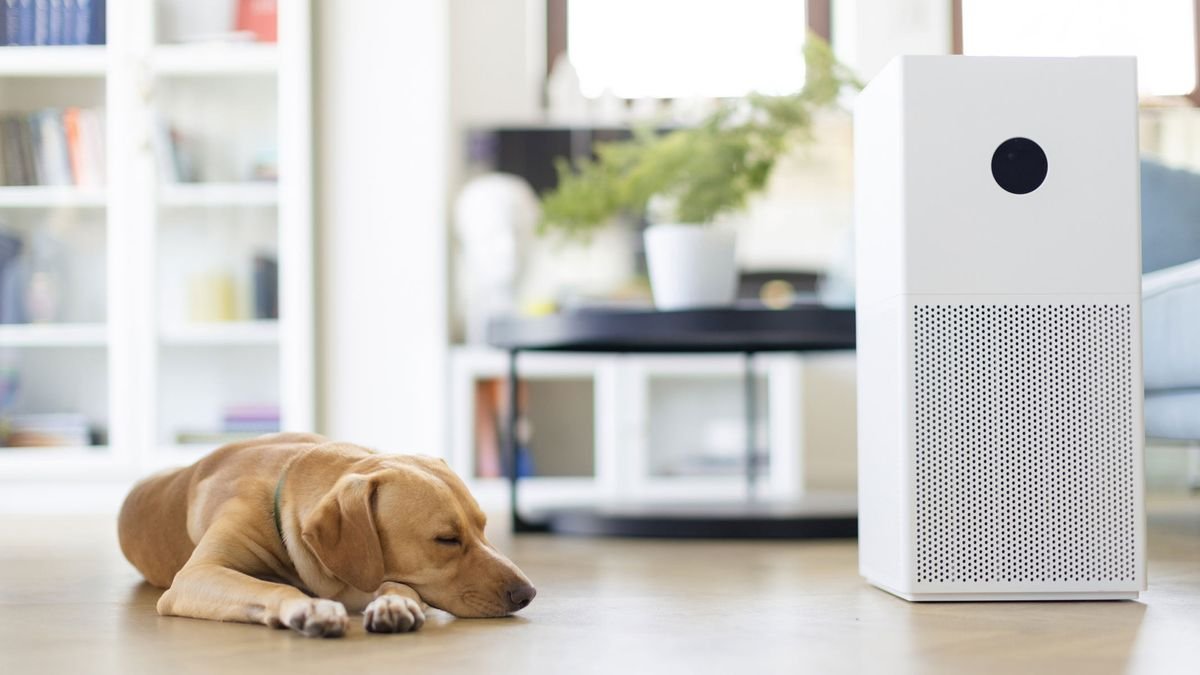 How to Choose the Right Air Purifier for Pollen Allergies?