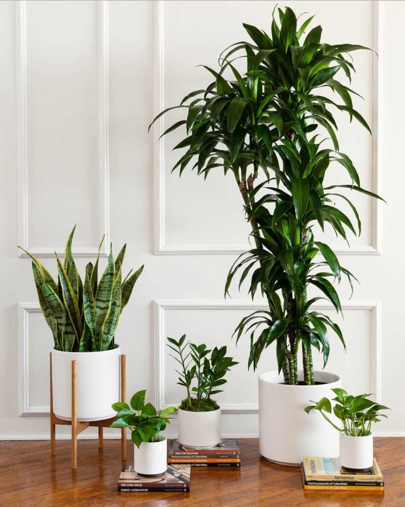 Picture of What are the Best Air-Purifying Plants for Indoor Spaces? : Freshen ...